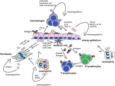 Extracellular Vesicles as Mediators of Cellular Cross Talk in the Lung Microenvironment